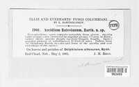 Aecidium batesianum image
